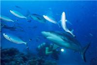 squali mar Rosso