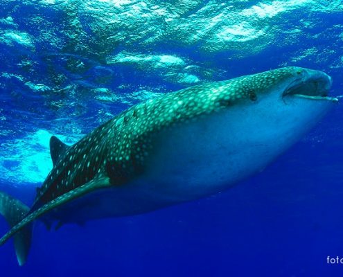 identificazione squalo balena