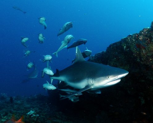 immersioni e avvistamento squali in vacanza